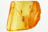 Fossil Dark-Winged Fungus Gnats and True Midge in Baltic Amber #357704-1